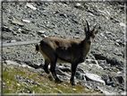 foto Passo dei Salati e Col d'Olen